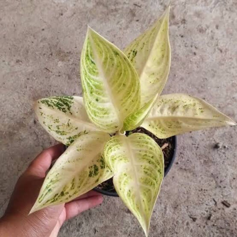 PROMOTANAMAN HIAS AGLONEMA LEGACY SALJU