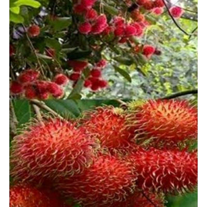

Buah rambutan tangkue 1kg