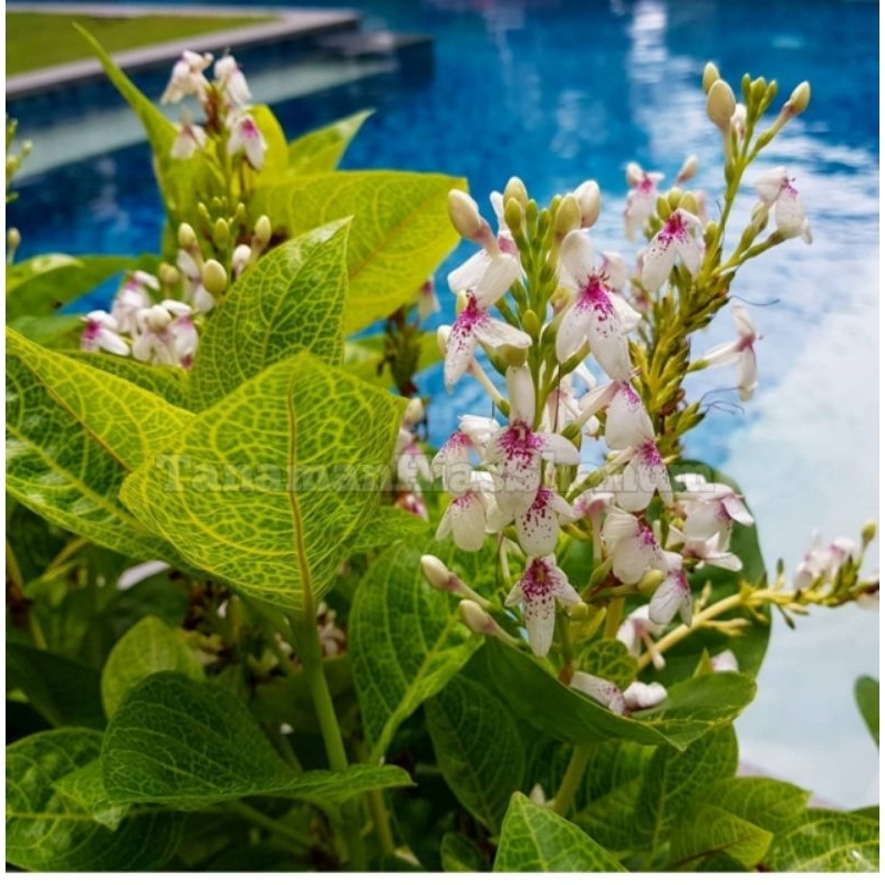 Promo COD bibit tanaman hias bunga melati jepang - bibit melati jepang - tanaman hias melati - bunga