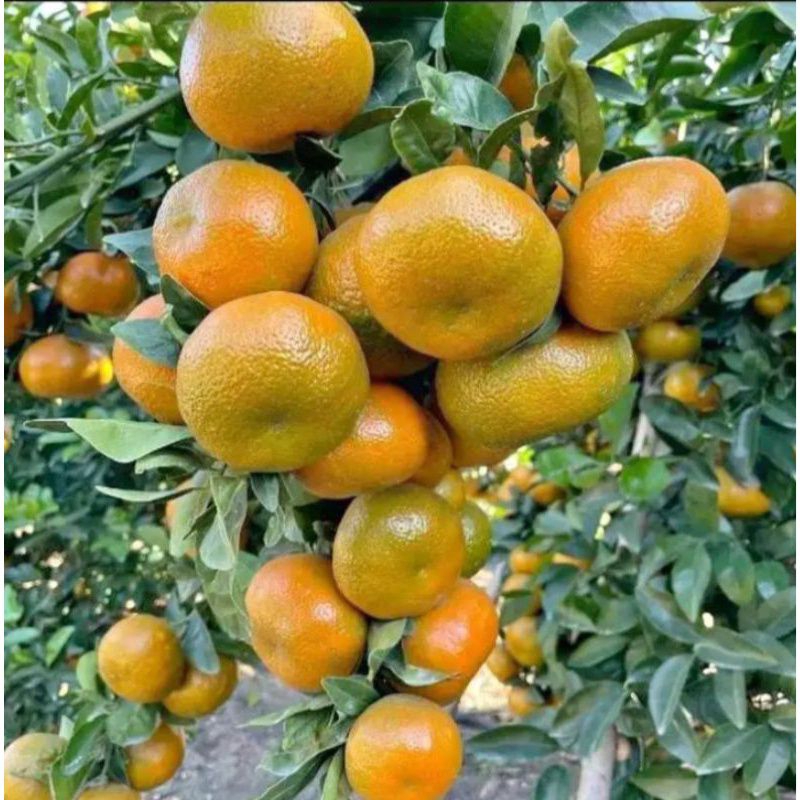 

bibit jeruk Santang madu super genjah berbuah hasil cangkok