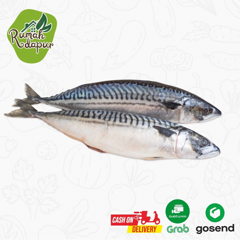 

IKAN TONGKOL SEGAR