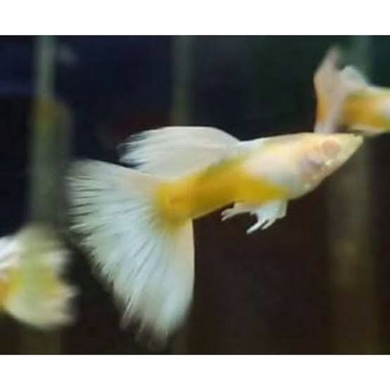 

Packing Styrofoam ( Albino german Yellow )