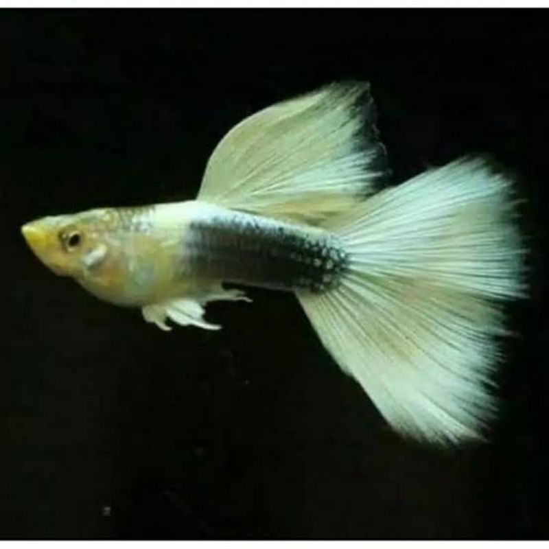 

Soliter Aquarium Guppy Hb Pastel