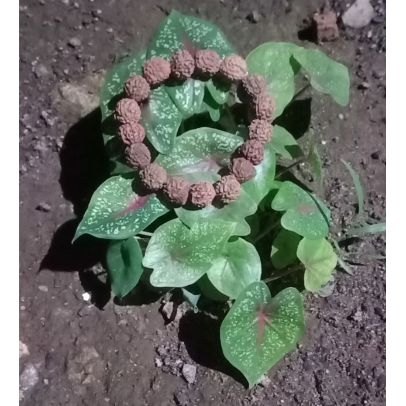 Gelang Macan Hitam