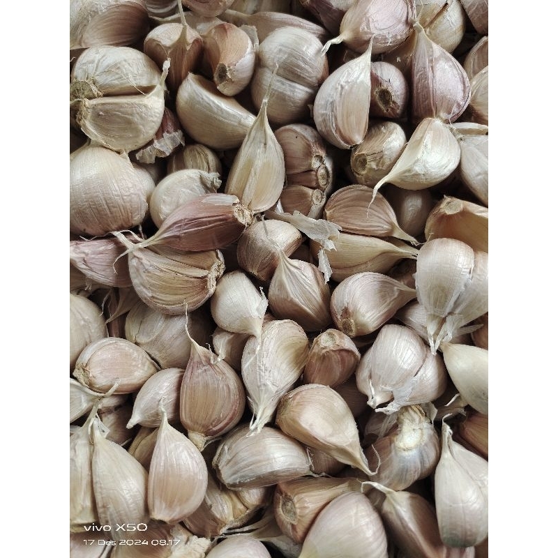 

Bawang putih kating