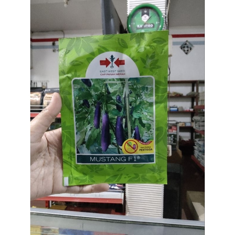 bibit benih terong mustang, terong ungu panah merah