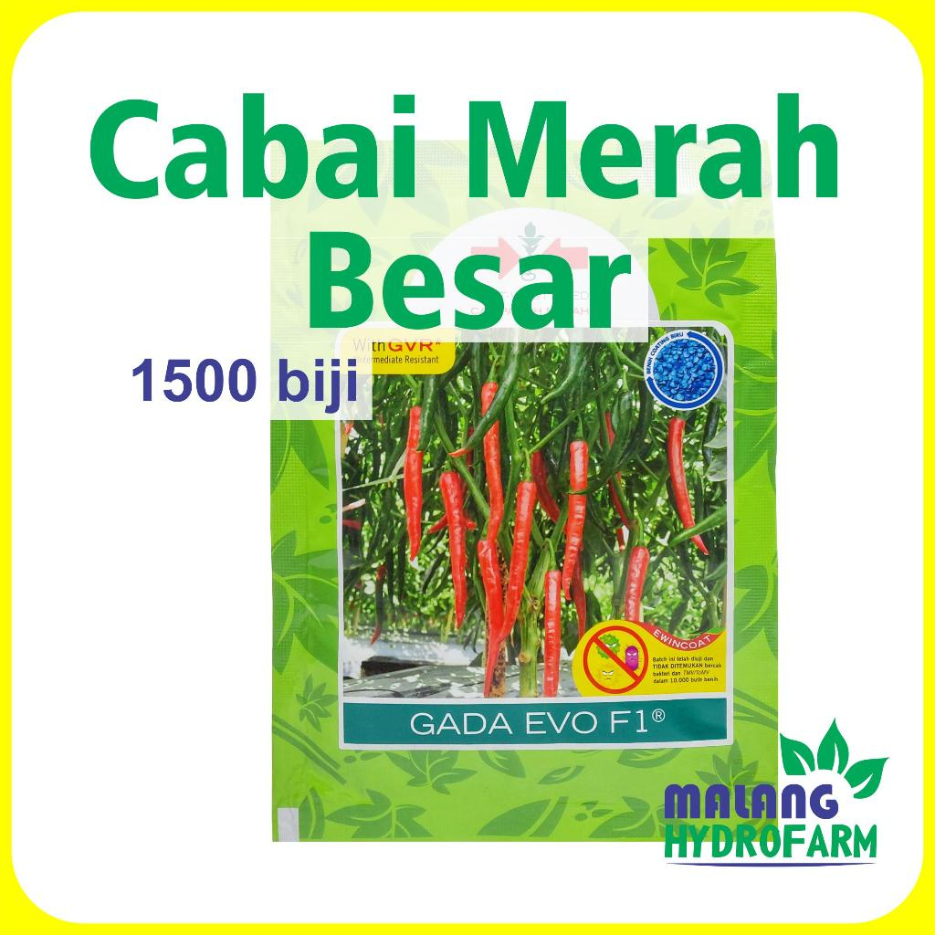 Benih Cabai Merah Besar Gada Evo F1 1500 b Panah Merah dataran rendah menengah cabe pedas pedes ungg