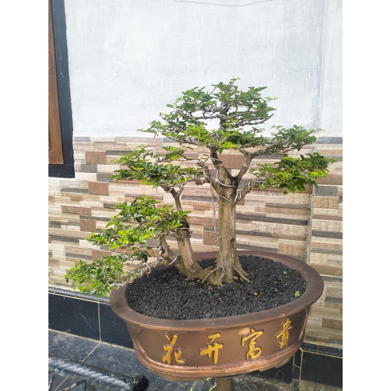 bonsai siap pajang JERUK KINGKIT