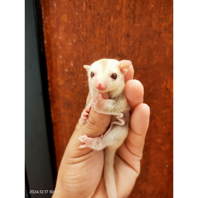 Sugar glider creamino betina joey