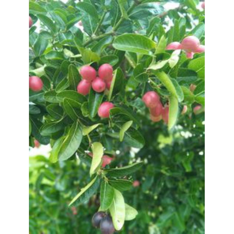 

Bibit Buah Plum Ausi Okulasi