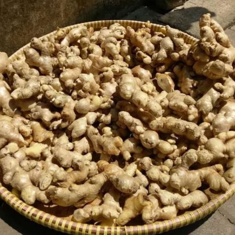 

Promo Jahe Emprit Asli Super Original 1kg fresh organik (belum cuci)