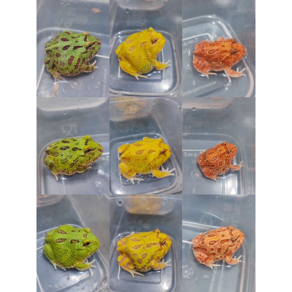 Kodok Pacman Cranwelli - Grade A