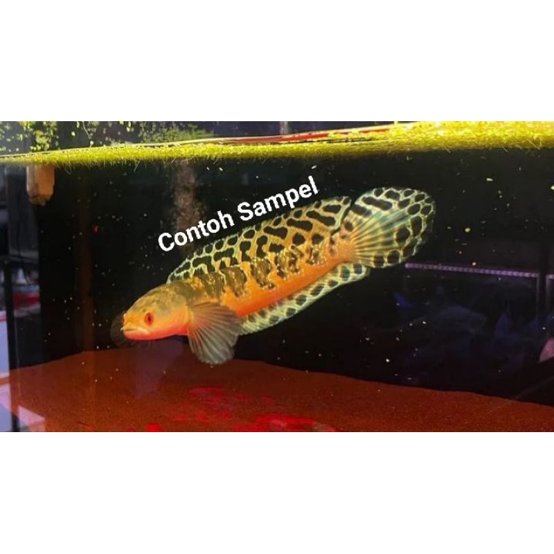 Channa Maru Yellow Sentarum Batik Sortiran Size 14-16Cm,Channa Maru Ys Dorsal Batik Bahan Progres,Ma