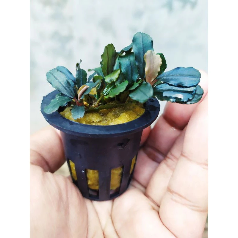 Bucephalandra brownie brown