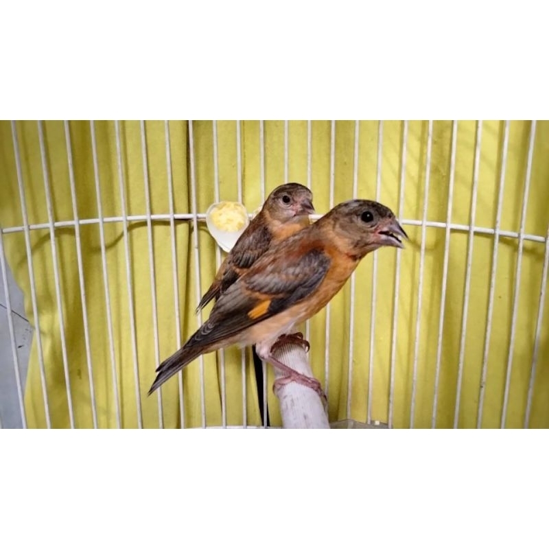 Red siskin dilute paud