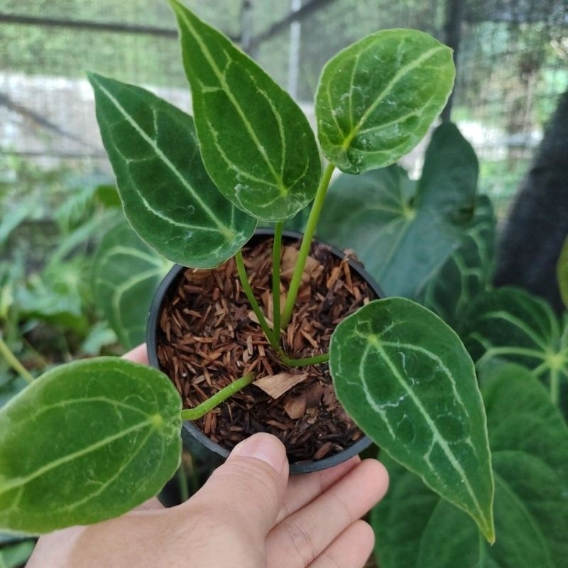 anthurium forgetii