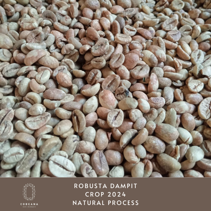 KOPI ROBUSTA DAMPIT 1 KG BIJI MENTAH GREENBEAN BIJI KOPI MENTAH Cobeana Kopi Indonesia