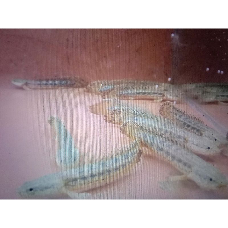 Palmas Ansorgi 8-10cm