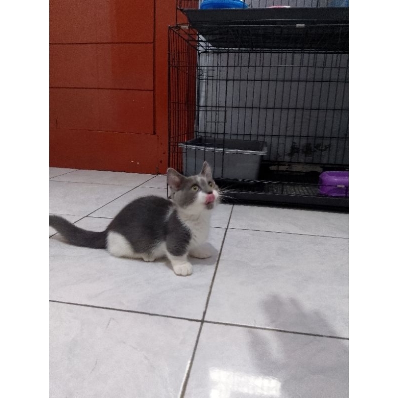 Makanan kucing Munchkin BSH bicolor blue/Snack kucing cebol British shorthair/makanan kucing kaki pe