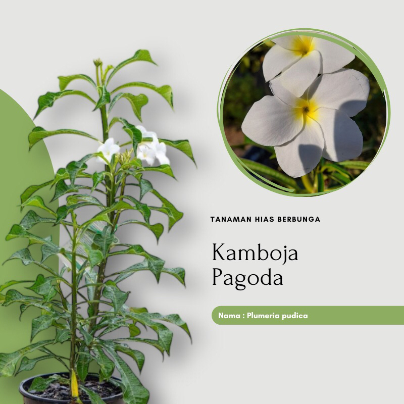 Tanaman Hias Bunga Kamboja Pagoda Putih - Plumeria Pudica