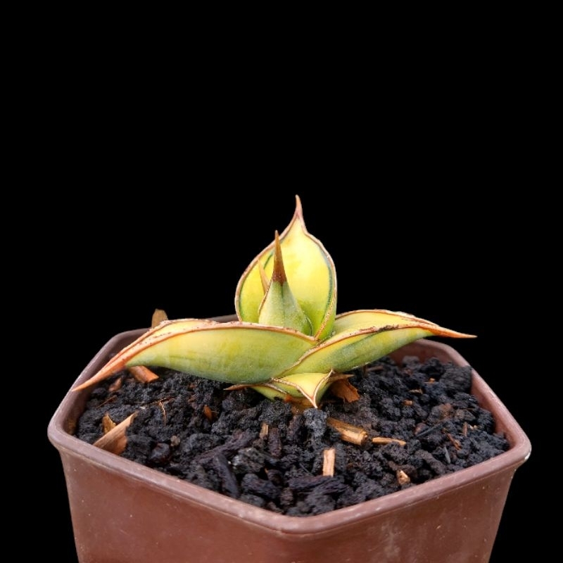 tanaman hias sanseviera PINGUI/ PINGUICULA VARIGATA imut sansevieria sansevera sanseviera sansivera 