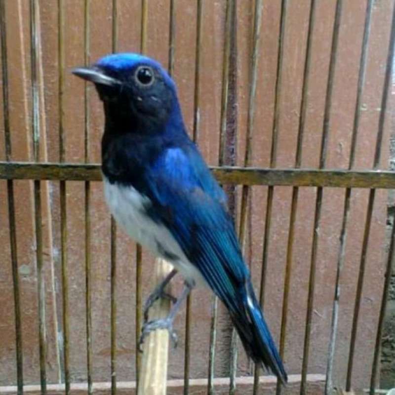 Burung Tledekan laut jantan istimewa