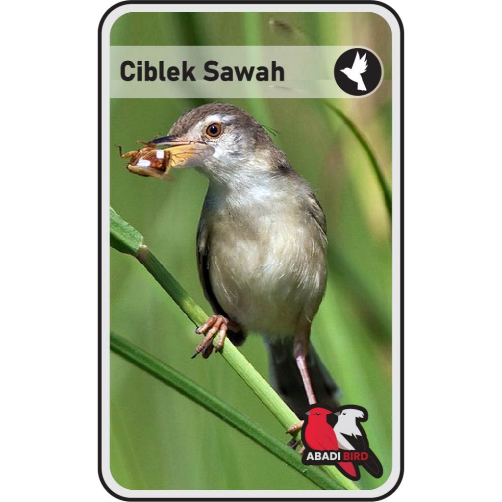 Ciblek Sawah / Ciwah Palmerah