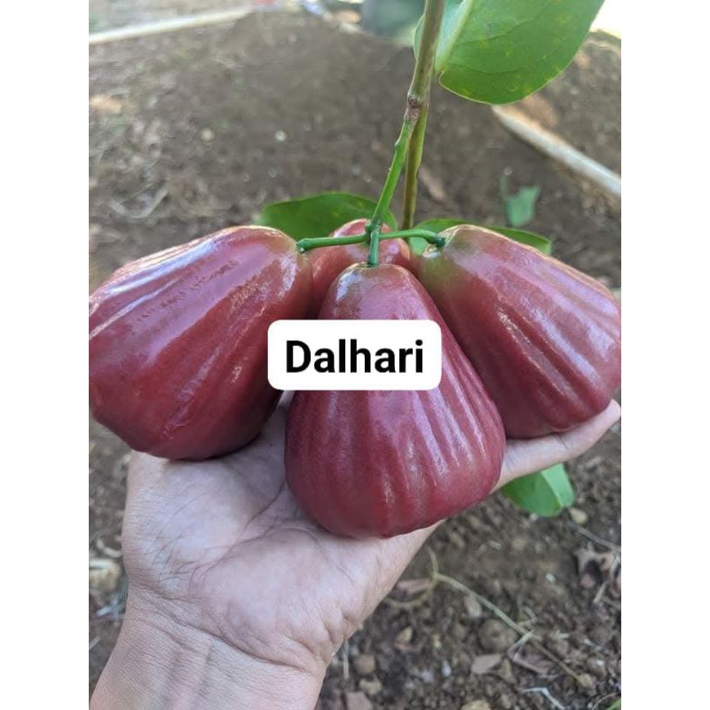 

Bibit Buah Jambu Air Dalhari Okulasi