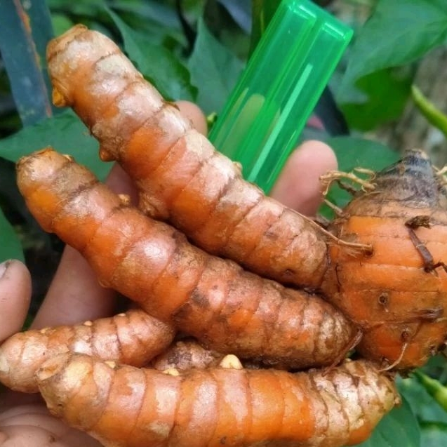 

Kunyit Kunir Kuning Segar organik 500 g