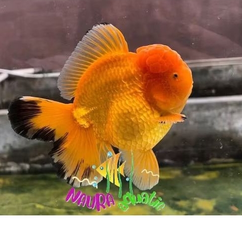 Suka pakan pelet oranda bg black gold rostail bagongan