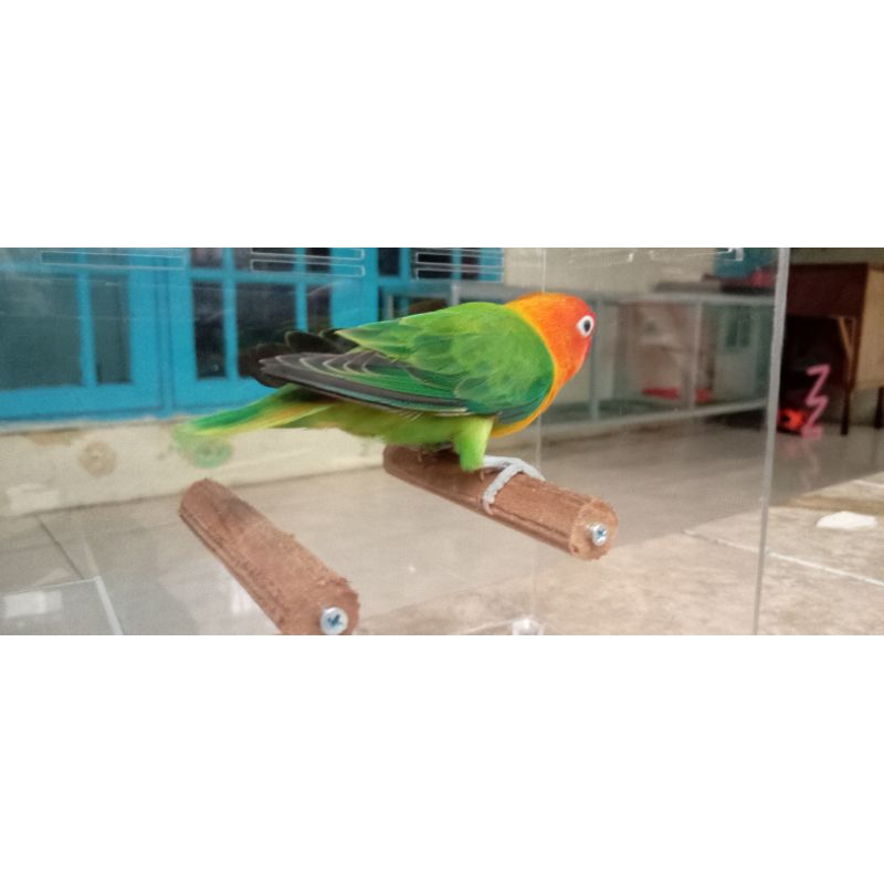 burung lovebird biola green jantan dewasa