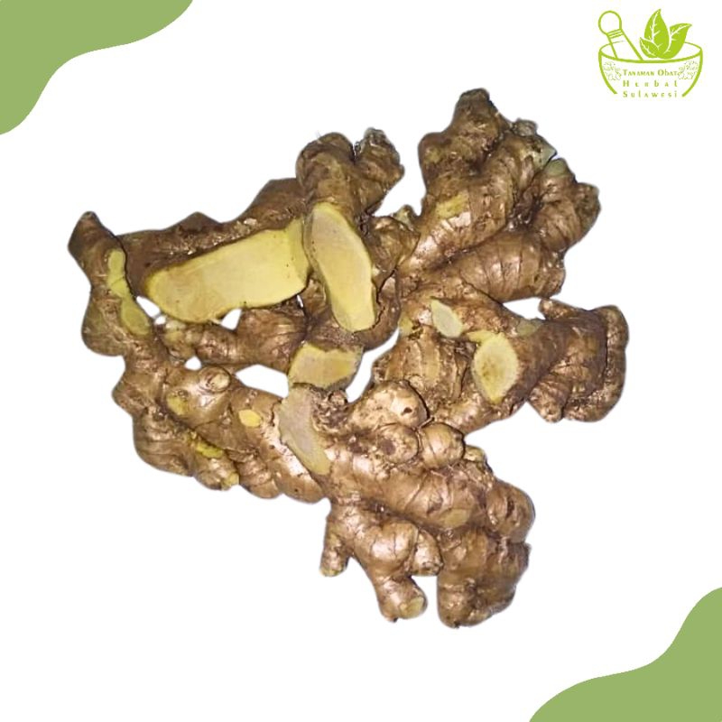 

Rimpang Lempuyang Wangi Segar (500 Gram)