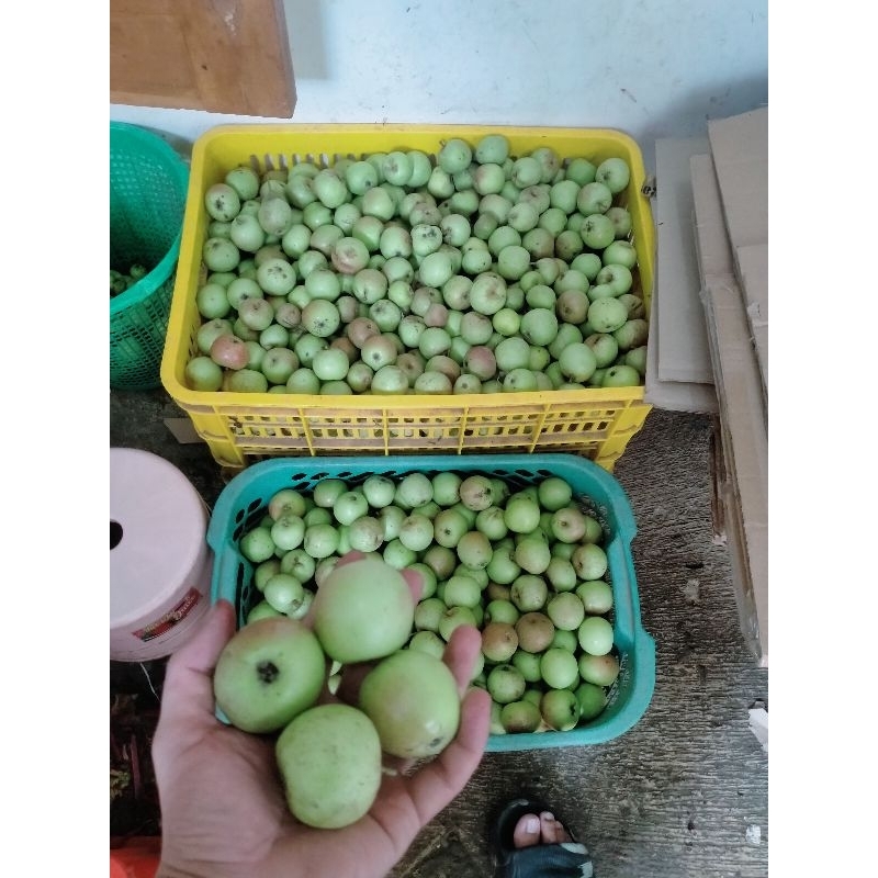 

Apel batu mini 2 kg fresh murah