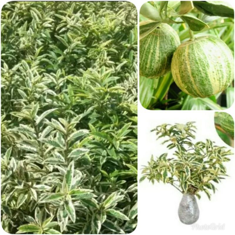 

bibit jambu kristal Australia jenis varigata