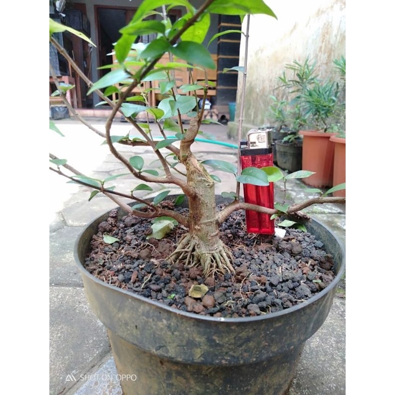 Bonsai anting putri small bahan bagus