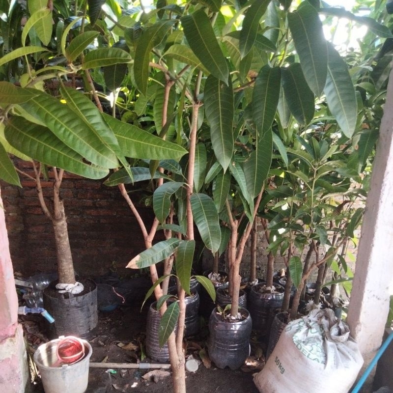 pohon bibit mangga kombinasi kiojay vs mahatir batang jumbo