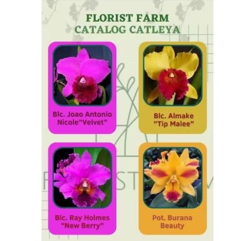 Anggrek cattleya dewasa