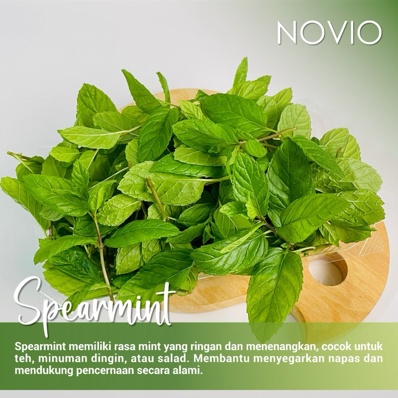 

Tanaman Spearmint / Leaf / Herbal / Fresh
