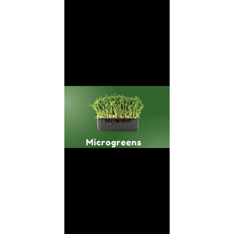 

microgreen sayuran mini