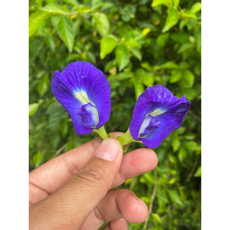 

BUNGA TELANG KERING/BUNGA TELANG/HERBAL