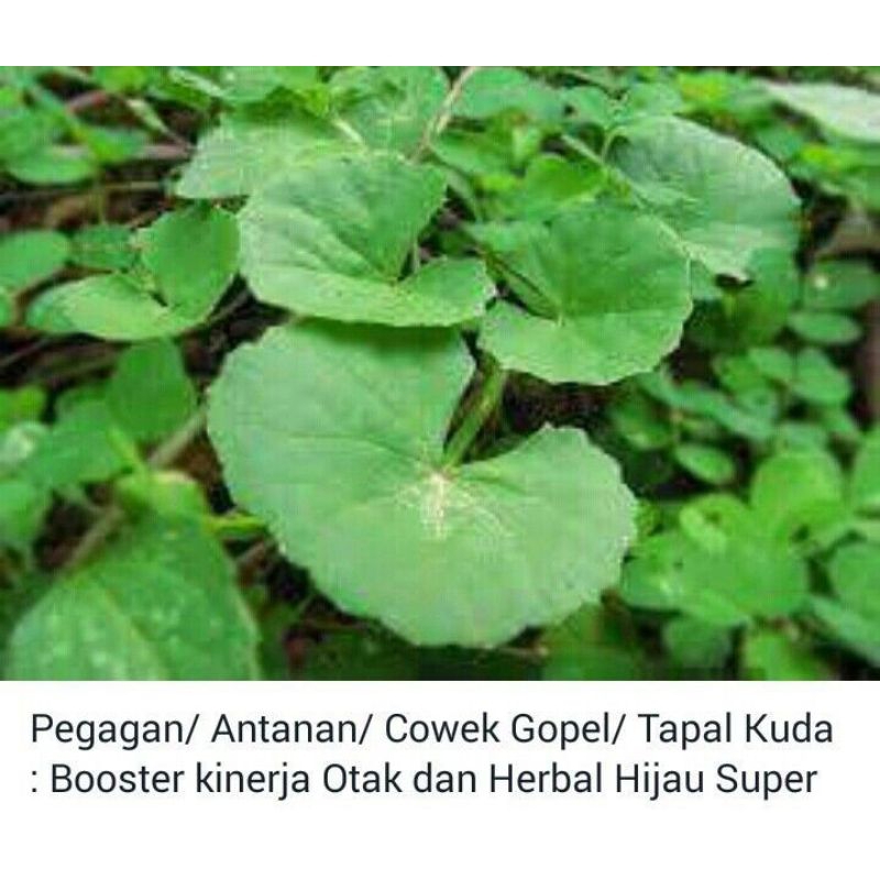 

DAUN ANTANANAN DAUN PEGAGAN FRESH MURAH 1KG