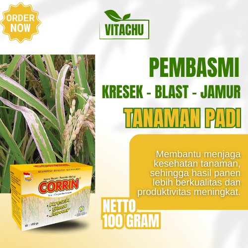 Pestisida Organik untuk Penyakit Padi Kresek Blast Jamur Tanaman Padi Obat Jamur Padi Obat Daun Padi