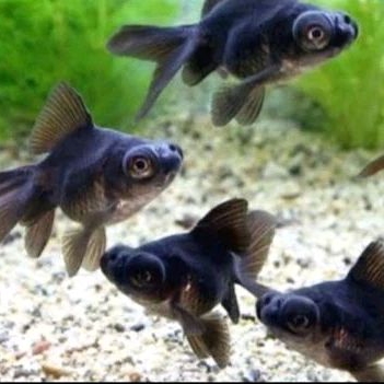 

MAS KOKI HITAM - KADO HIASAN AQUARIUM UKURAN M