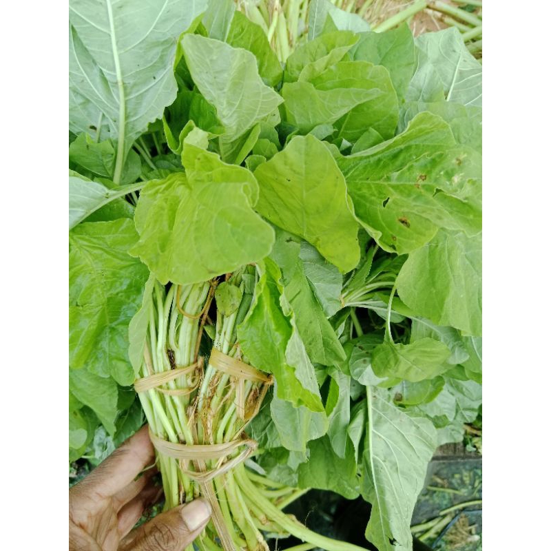 

bayam sayuran hijau /ikat mang sayur