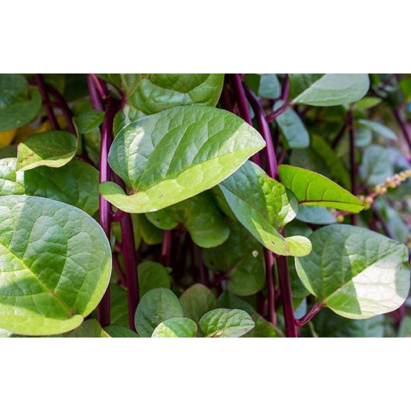 

50lem daun binahong asli100% fresh segar dipetik saat orderan masuk
