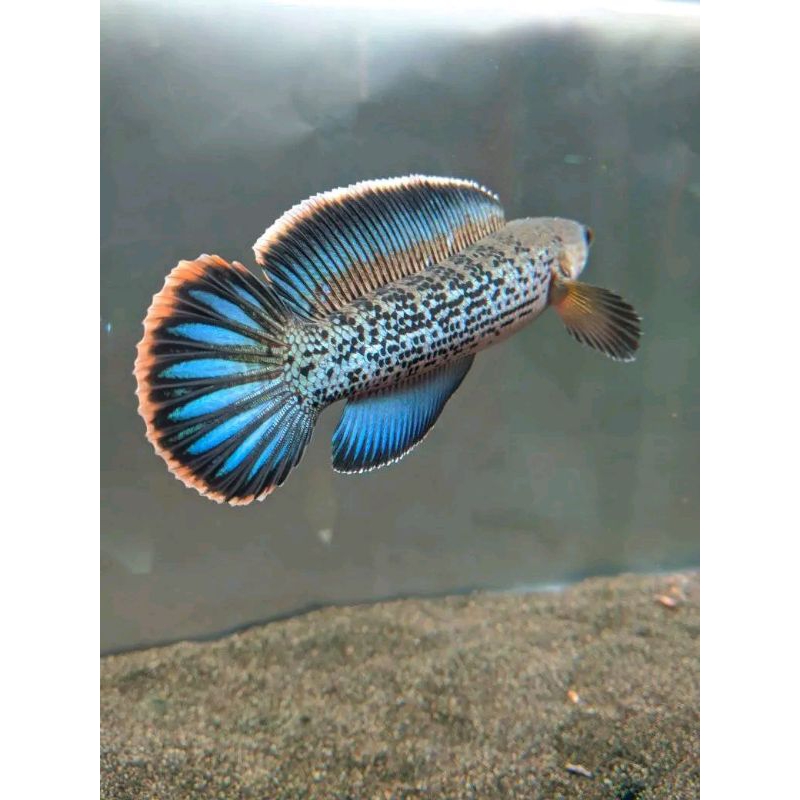 Hiasan Aquarium Channa Stewarty 1 Pair COD