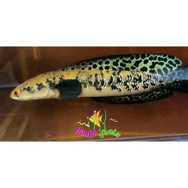 Hiasan aquarium a+ ys batik sentarum 14-17 kebutuhan akuarium cana