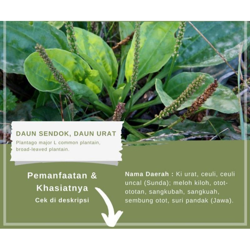 

Daun Ki urat segar Daun sendok sendokan plantago major 250 grm