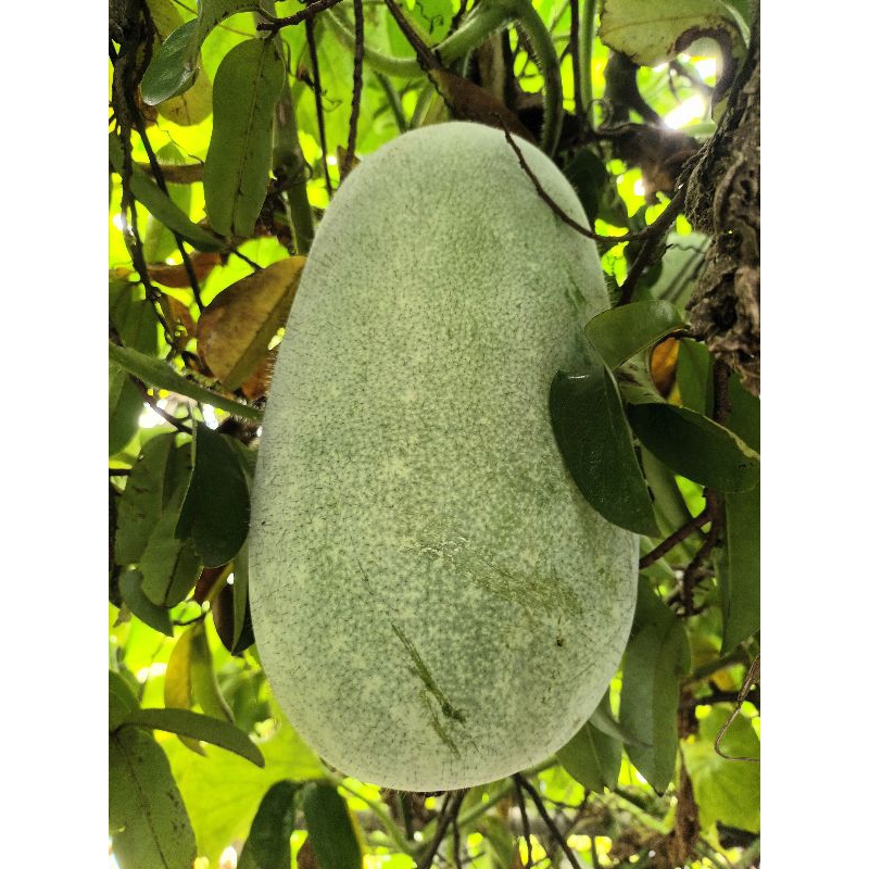 

Buah Kundur Segar 3.6 kg - 4 kg Buah Bligo Winter Melon Baru Petik