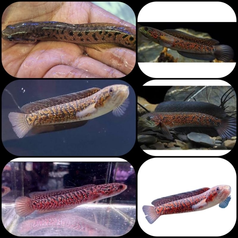 ikan channa asiatica redspot kalimaya untuk aquarium dan aquascape